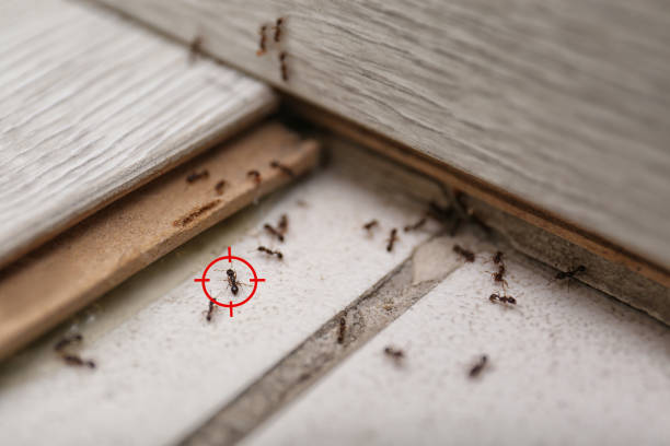 Best Best Pest Control Companies  in Maud, TX